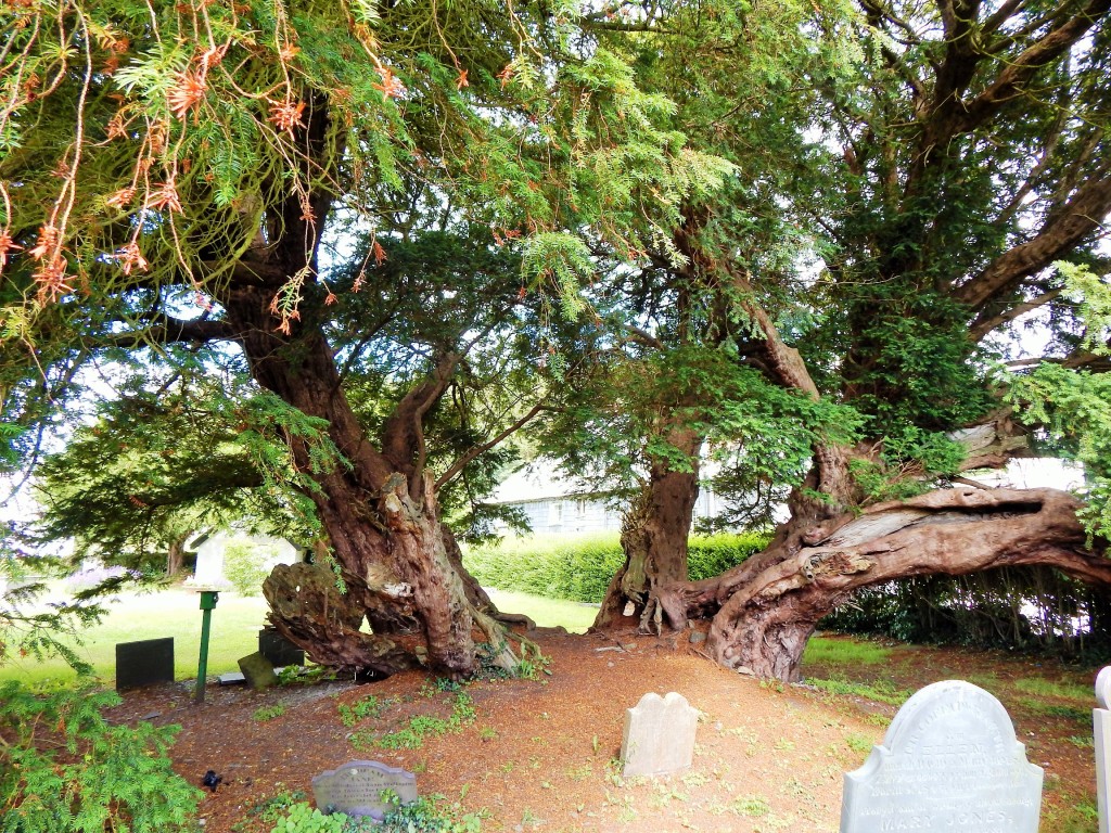 Llangernyw - up until very recently the oldest known tree in Wales (4000years). This male stands sleepily in an unassuming churchyard in the small town of Llangernyw (North Wales) just being all old and mysterious. One of the ’50 Great British Trees’. Doesn’t get as much traffic as you’d expect for the oldest in Wales and will probably get less now that it’s technically the second oldest. I don’t think it cares, really. It’s just doing what it’s been doing since Neolithic man was pottering around making burial mounds…   Tradition tells of a 5th century saint who founded a church on the round site where (given its age) the tree had already been standing a long time, possibly with others. There are eight other male trees on the site none of them as old or impressive.