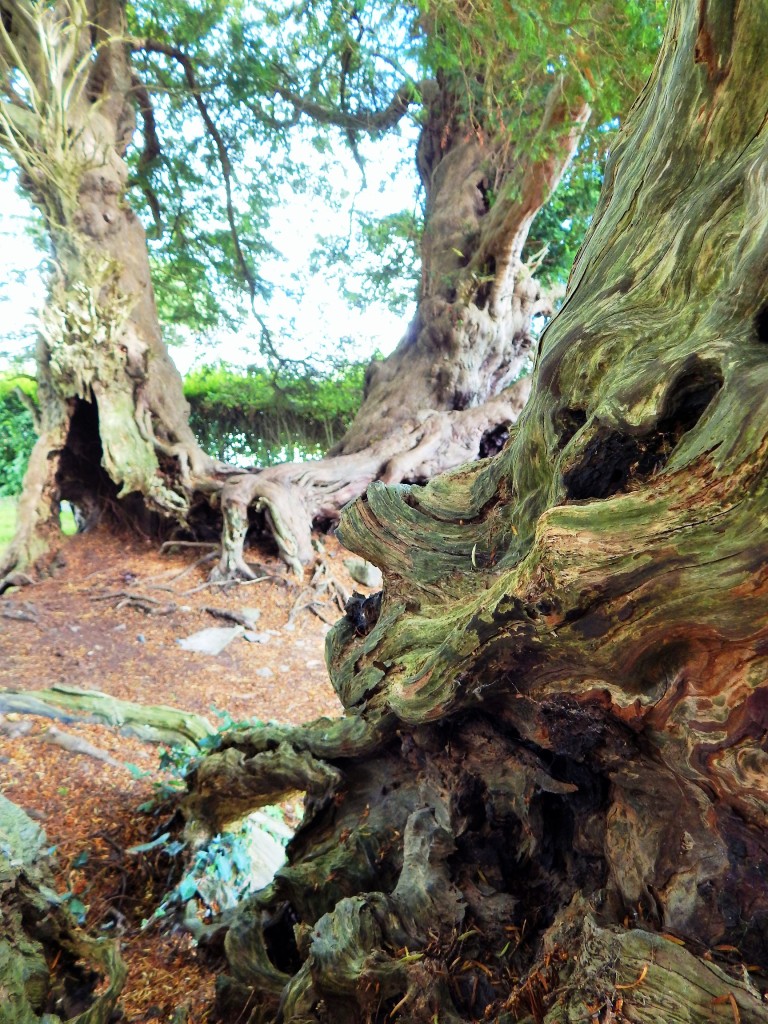 Ancient yew at Llangernyw, split over centuries but still thriving