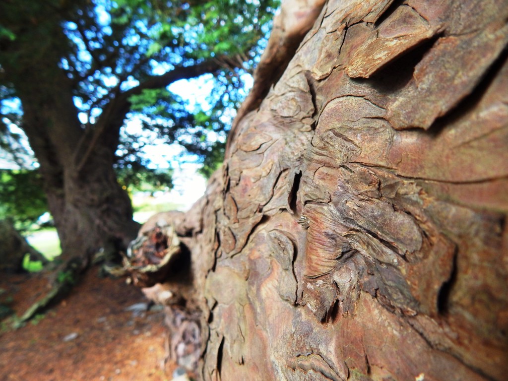 The yew has scales more than bark
